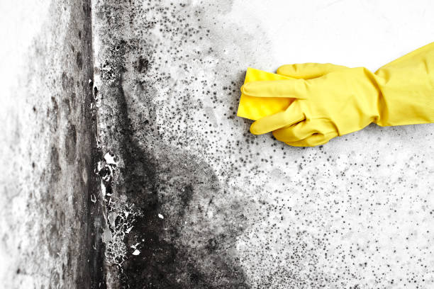 Professional Mold Remediation in Wolcottville, IN